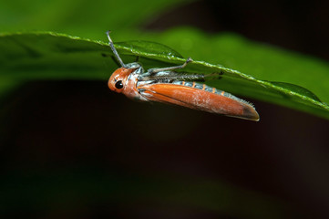 Naklejka premium grasshopper