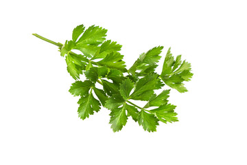 Celery or parsley leaf isolated on white. Branch of fresh celery.