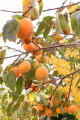 Persimmon on the branches