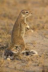 Naklejka na ściany i meble One Ground Squirrel looking for food in dry Kalahari sand