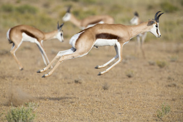 Naklejka na ściany i meble Springbok herd prancing on a plain in the Kgalagadi