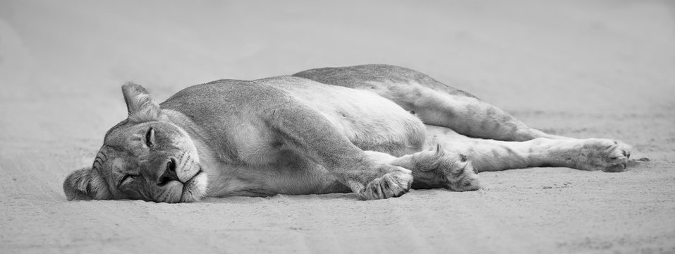 Close-up of a lioness lying down to sleep on the soft Kalahari sand artistic conversion - Powered by Adobe