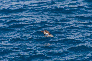 Gentoo penguins swimming