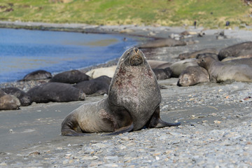 Fur seal