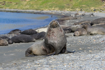 Fur seal