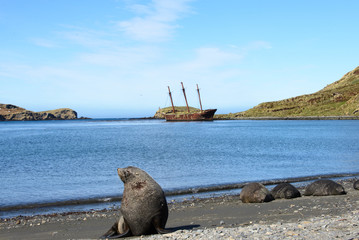 Bayard wreck in Ocean harbour on South Georgia