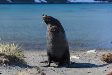 Fur seal