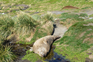 Elephant seal female