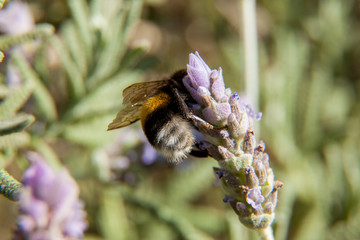 Abejorro encima de una flor
