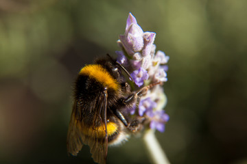 Abejorro extrayendo polen