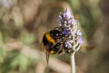 Abejorro en flor de lavanda
