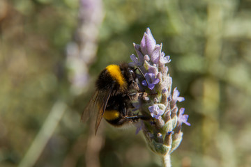 Abejorro 