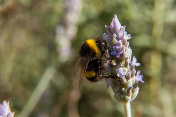 Abejorro en lavanda