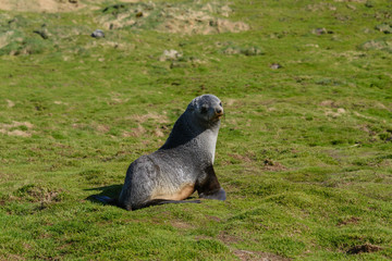 Fur seal