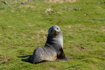 Obraz premium Fur seal