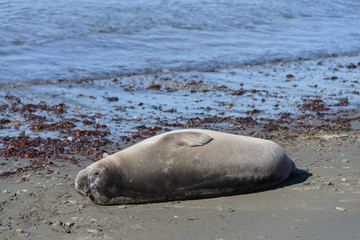 Sea elephant female