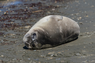 Sea elephant female