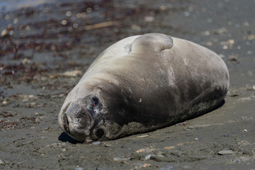 Elephant seal female