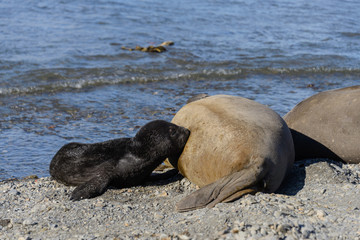 Elephant seal feeds puppy