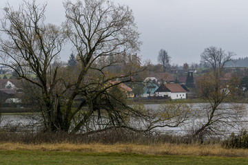 Branched tree growing on the shore of a pond near a small village in autumn