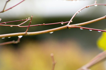 red twig with drops of water in the forest after autumn rain