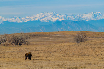American Bison Grazing on the Colorado Prairie with a Mountain View