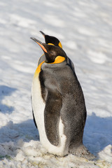 King penguins on South Georgia