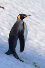 Fototapeta premium King penguins on South Georgia