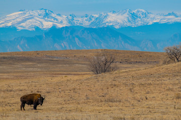 American Bison Grazing on the Colorado Prairie with a Mountain View
