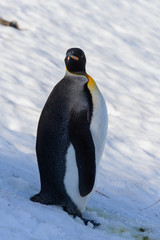 King penguins on South Georgia
