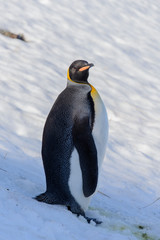 King penguins on South Georgia