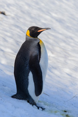 King penguins on South Georgia