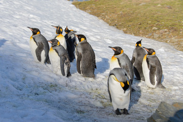 Obraz premium King penguins on South Georgia