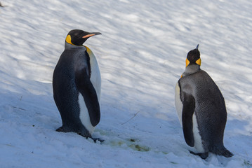 King penguins on South Georgia