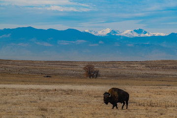 American Bison Grazing on the Colorado Prairie with a Mountain View