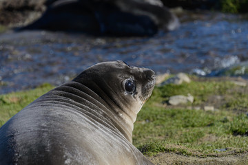 Elephant seal female