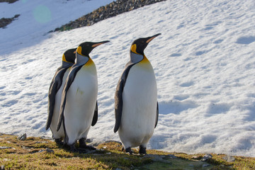 Fototapeta premium King penguins on South Georgia