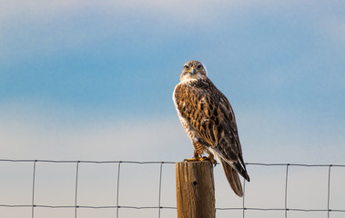A Gorgeous Ferruginous Hawk Perched on a Fence Searching for Prey