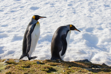 King penguins on South Georgia