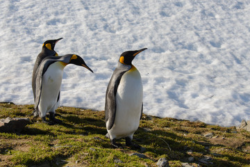 King penguins on South Georgia