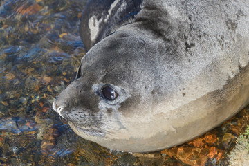 Elephant seal female