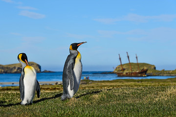Fototapeta na wymiar King penguins on South Georgia