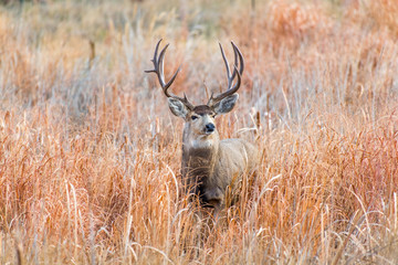 Large Mule Deer Buck