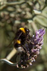 Abejorro posado en una flor