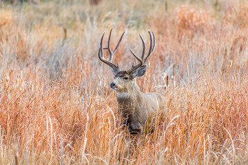 Large Mule Deer Buck