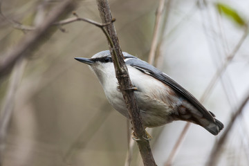 Eurasian nuthatch sitting on branch. Bird in wildlife.