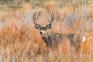 Large Mule Deer Buck