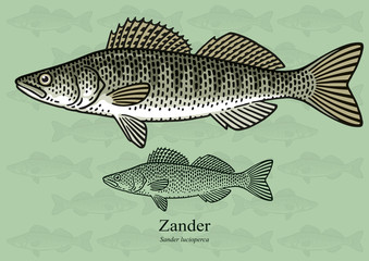 Zander. Vector illustration for artwork in small sizes. Suitable for graphic and packaging design, educational examples, web, etc.