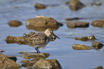 Little bird looks for food in water