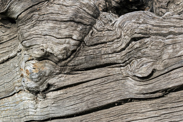 Tree trunk, texture.